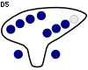 D5